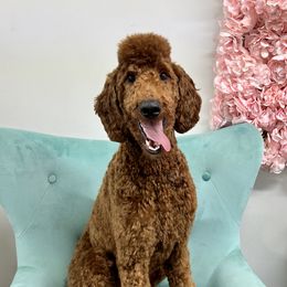 Rooster - Poodle