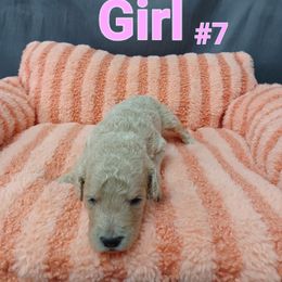 Goldendoodle Puppies from Georgetown designer dogs and purebred puppies