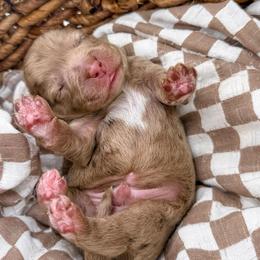 Brewed with love- Froth - Merle male Goldendoodle puppy in Russell Springs, Kentucky from Milk & Honey Doodles
