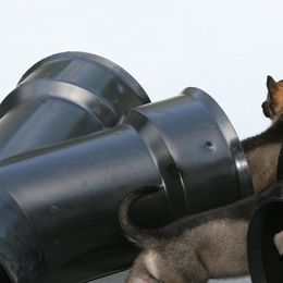 Shiloh Shepherd Puppies from Solace Shilohs