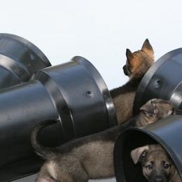 Shiloh Shepherd Puppies from Solace Shilohs