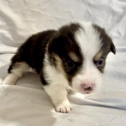Sylveon - Black and tan female Pembroke Welsh Corgi puppy in Deming, New Mexico from Sylvan Lane Corgis