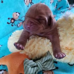 Vizsla Puppies from The Noble Puppy