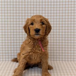 Honey - Apricot female Goldendoodle puppy in La Porte, Texas from B+C Doodles