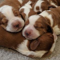 Welsh Springer Spaniels from Juniper Welsh Springer Spaniels