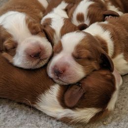 Welsh Springer Spaniels from Juniper Welsh Springer Spaniels