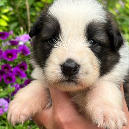 Sable male panda - Panda male German Shepherd puppy in Lordstown, Ohio from Jewels German Shepherd