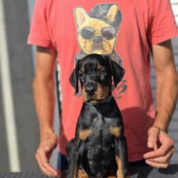 Teal Collar Boy - Black and rust male Doberman Pinscher puppy in Stow, Ohio from Imperium Dobermann