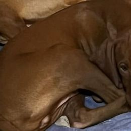 Vizslas from McCown VizslA