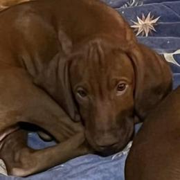Vizslas from McCown VizslA
