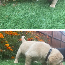 Black - Labrador Retriever puppy from Ruff Roads Labradors