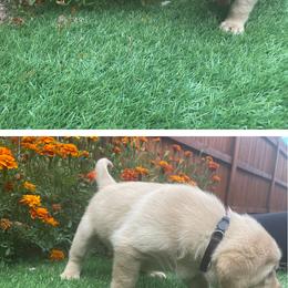 Black - Labrador Retriever puppy from Ruff Roads Labradors