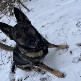 Sophie - German Shepherd