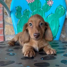Chocolate based red male - Red male Dachshund puppy in Hawley, Texas from Foxy’s Dachshunds & Toy Aussies