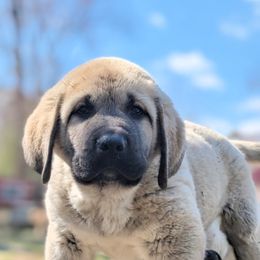 Anatolian Shepherd Dog Puppies from Homestead Heaney