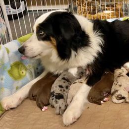 Aussiedoodle, Australian Shepherd, Miniature American Shepherd, and Miniature Australian Shepherd Puppies from Bline's Awesome Aussies