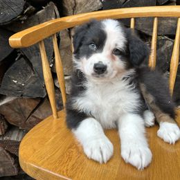 Spice - Black tri-color male Australian Shepherd puppy in Hillsboro, Oregon from Delaney's Australian Shepherds