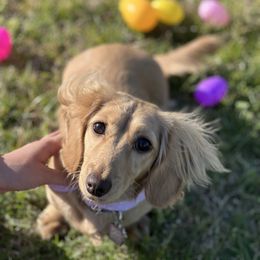 Honey Bun - Dachshund