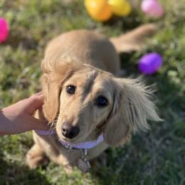 Honey Bun - Dachshund
