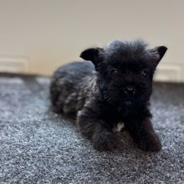 Jiffy - Black brindle female Cairn Terrier puppy in Mountain Grove, Missouri from CreekTop