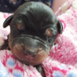 Black girl two - Black and rust female Doberman Pinscher puppy in Antioch, Tennessee from Aiba Doberman's