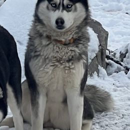 Sukie - Pomsky