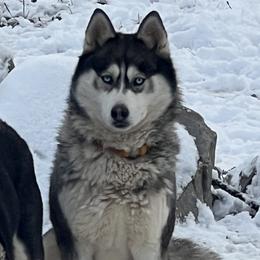 Sukie - Pomsky