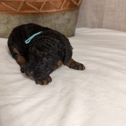 Merry - Phantom female Goldendoodle puppy in Luana, Iowa from Country View Bernedoodles and Goldendoodles