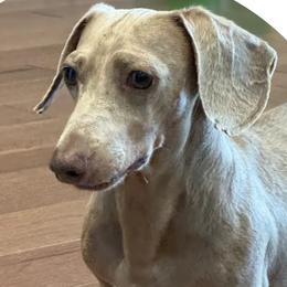 Winston - Dachshund