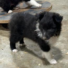 Blue - Black and white male Shetland Sheepdog puppy in Fontanelle, Iowa from Jensen Farms Shelties