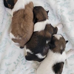 Shih Tzus from Courtney's Shih Tzus