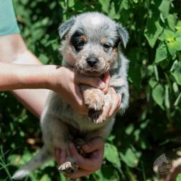 - Girl 1 - Blue female Australian Cattle Dog puppy in Kaufman, Texas from Emberwick Ranch