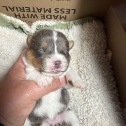 Girl 2 - Blue female Pembroke Welsh Corgi puppy in Clifton, Texas from K&N Corgis