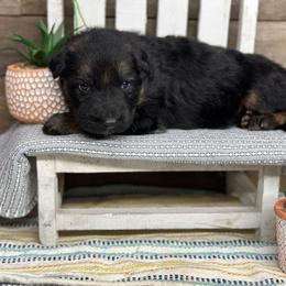 Green - Yasko - Black and red male German Shepherd puppy in Iola, Wisconsin from Aus Hütehunde German Shepherds