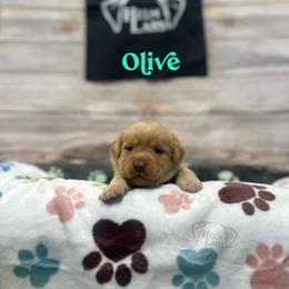 Olive - Yellow female Dilute Retriever puppy in Forest City, Iowa from Helm Labs