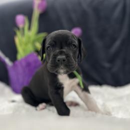 Great Dane Puppies from Catskills Greatest Danes