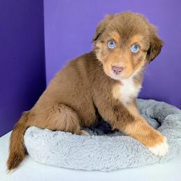Jasmine3Boy3- RTM,LONG tail, blue eyes likely, CHIC-OFA-DNA-AKC Titled Parents - Red tri-color male Australian Shepherd puppy in South Hill, Virginia from Silverside Aussies LLC