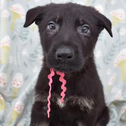 Pink Boy - Bi-color male German Shepherd puppy in Grants Pass, Oregon from Granville German Shepherds