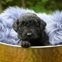 Scout - Black female Goldendoodle puppy in Missouri from Husky Hill Kennel