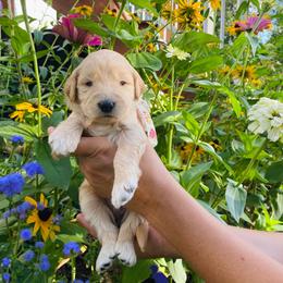 Marigold- gold - Apricot female Goldendoodle puppy in Carlton, Minnesota from Lakeside Doodles MN