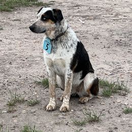 Australian Cattle Dog, Australian Shepherd, Companion Cross, and Miniature Australian Shepherd Puppies from MK Aussies