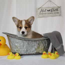 Wesley - Red male Pembroke Welsh Corgi puppy in Gig Harbor, Washington from Pacific Northwest Pembroke Welsh Corgis