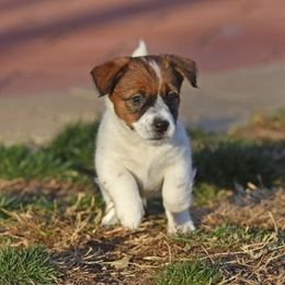 Oopsie Girl 2 - White and tan female Russell Terrier puppy in Middletown, Virginia from DBF Russell Terriers