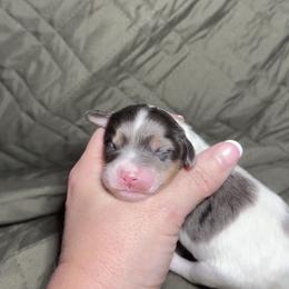 Romeo - Merle male Cavapoo puppy in Austin, Texas from Doodles of Central Texas