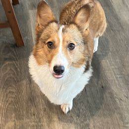 River - Pembroke Welsh Corgi