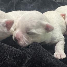 Male 1 - White male Maltese puppy in Cisco, Texas from Fancy Pants Maltese