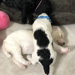 Poodle Puppies from Southern Standards