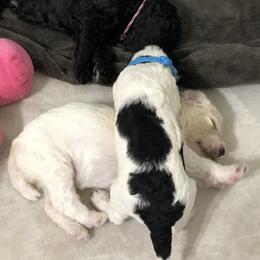 Poodle Puppies from Southern Standards