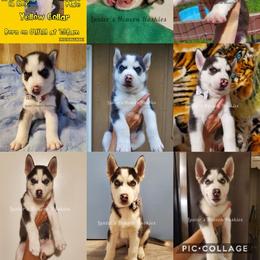 Siberian Husky Puppies from Lunter's Heaven Huskies