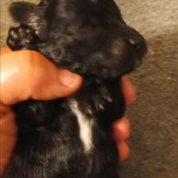 Girl four - Black female Poodle puppy in East Providence, Rhode Island from Marta's Cavaliers